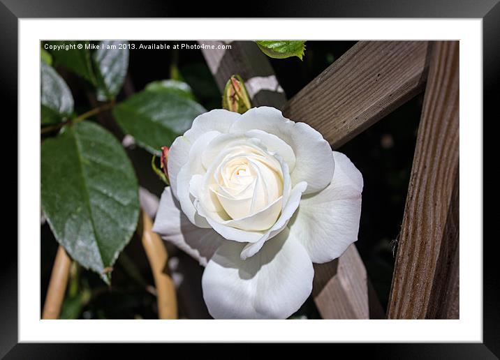 White rose Framed Mounted Print by Thanet Photos