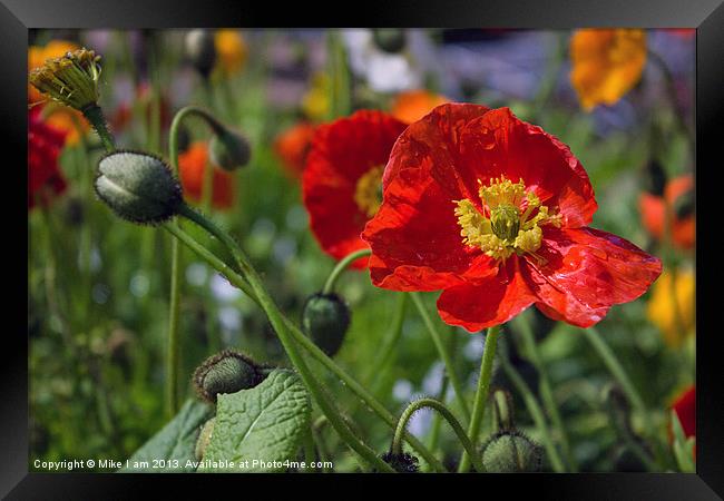 Poppies Framed Print by Thanet Photos