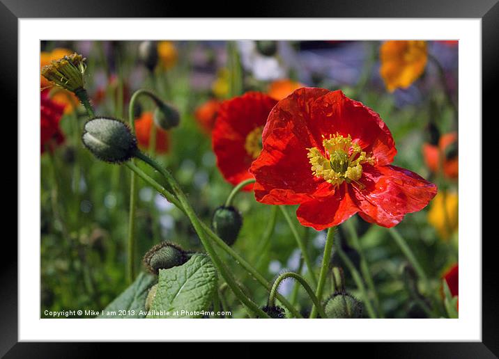 Poppies Framed Mounted Print by Thanet Photos
