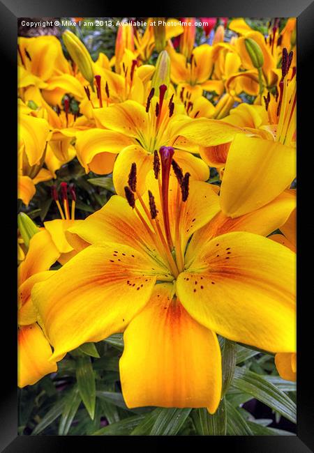 Yellow and Orange Lilies Framed Print by Thanet Photos