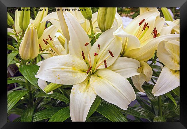 White Lilies Framed Print by Thanet Photos