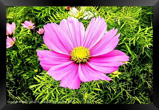 Cosmos Framed Print by Thanet Photos
