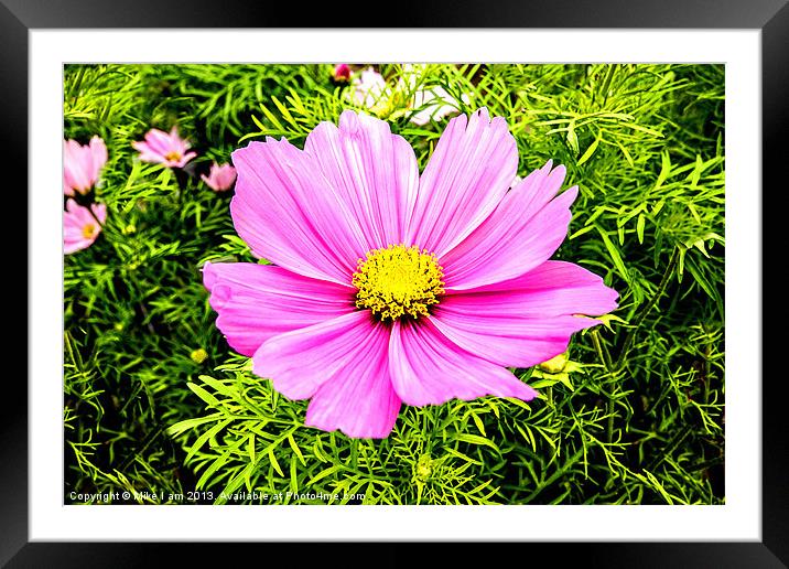 Cosmos Framed Mounted Print by Thanet Photos