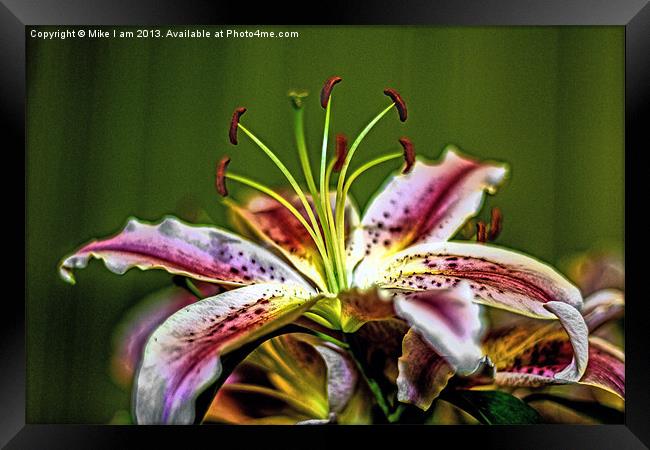 Lillies Framed Print by Thanet Photos