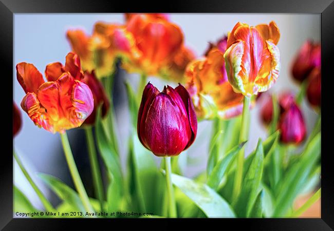 Tulips Framed Print by Thanet Photos