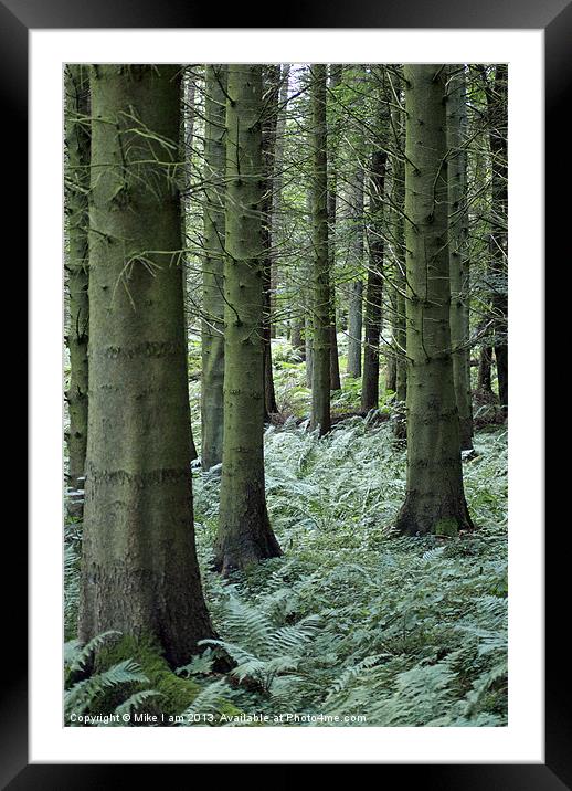 The Trees Framed Mounted Print by Thanet Photos