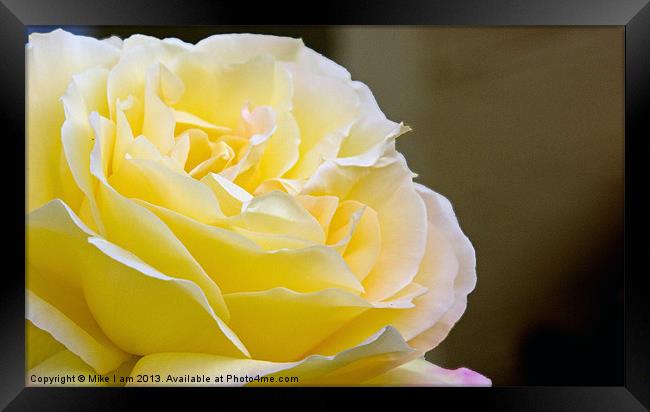 Yellow rose Framed Print by Thanet Photos