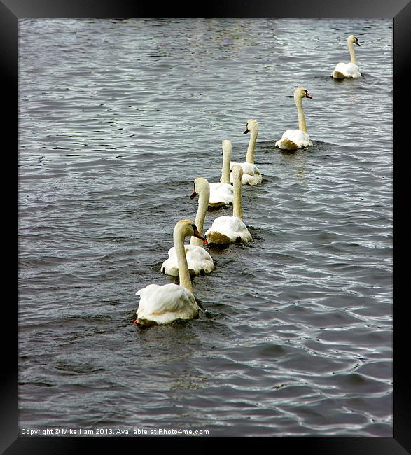 Seven swans Framed Print by Thanet Photos