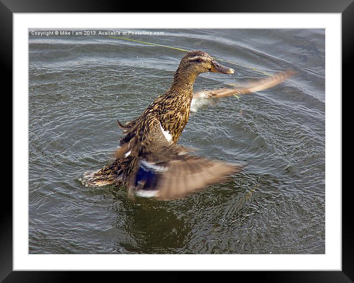 Duck flapping wings Framed Mounted Print by Thanet Photos