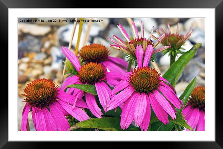 Purple flowers Framed Mounted Print by Thanet Photos