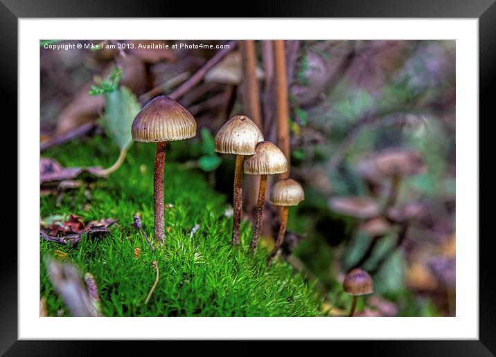 Mycena toadstools Framed Mounted Print by Thanet Photos