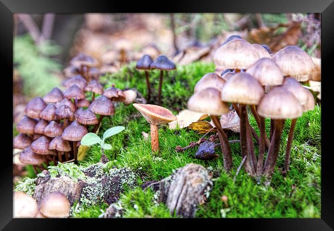 Mixed fungi Framed Print by Thanet Photos