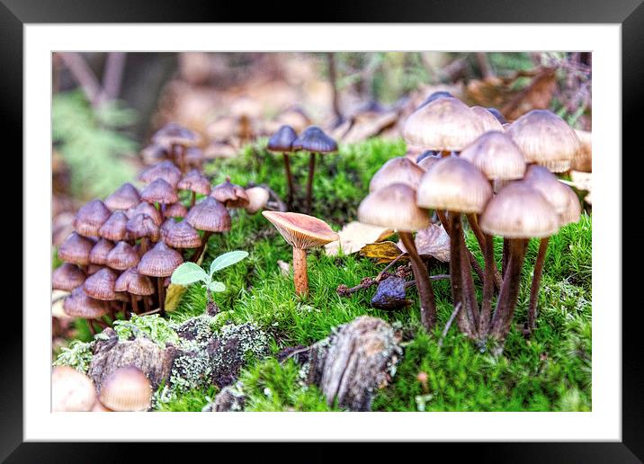 Mixed fungi Framed Mounted Print by Thanet Photos