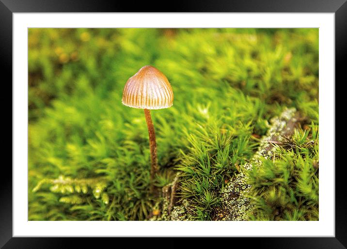 Lone fungi Framed Mounted Print by Thanet Photos