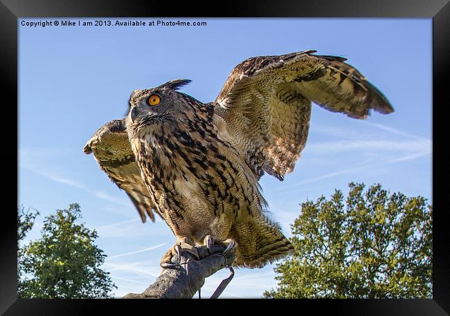 Eagle owl Framed Print by Thanet Photos