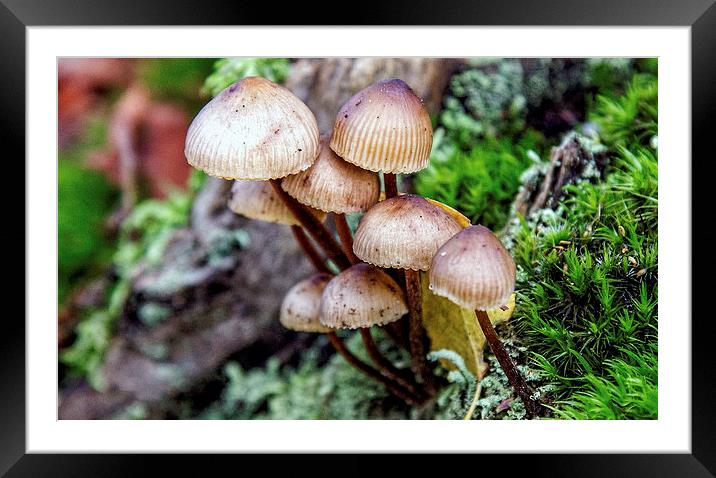 Fungi Framed Mounted Print by Thanet Photos
