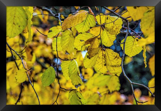 Autumn leaves Framed Print by Thanet Photos