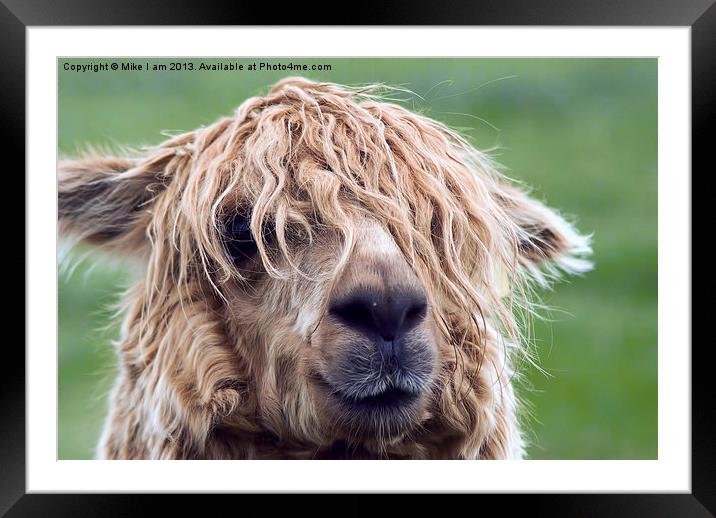 Hairy Beast Framed Mounted Print by Thanet Photos