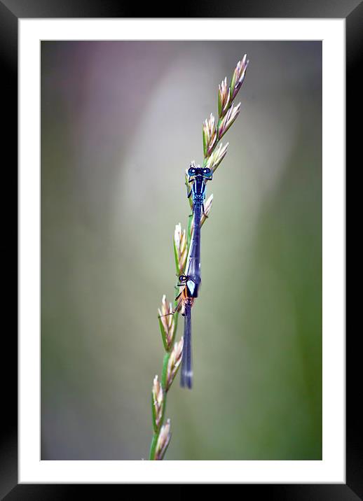 Blue damselfly Framed Mounted Print by Thanet Photos