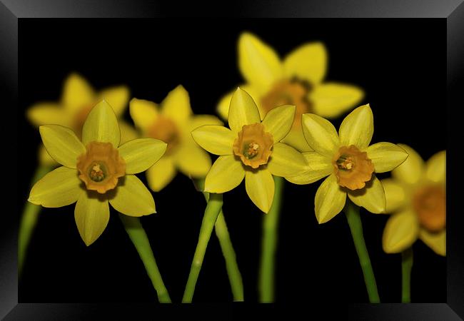 Daffodils Framed Print by Thanet Photos