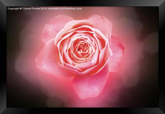 Pink rose Framed Print by Thanet Photos