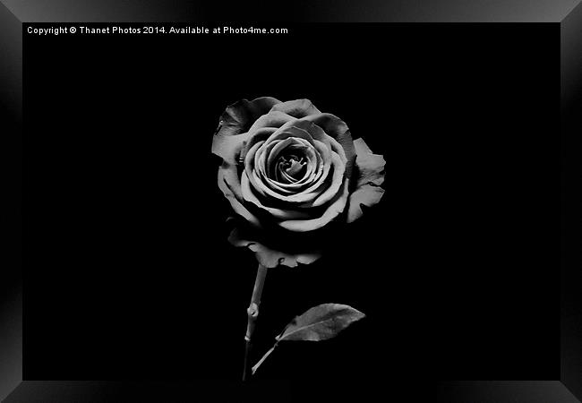Solo mono Rose Framed Print by Thanet Photos