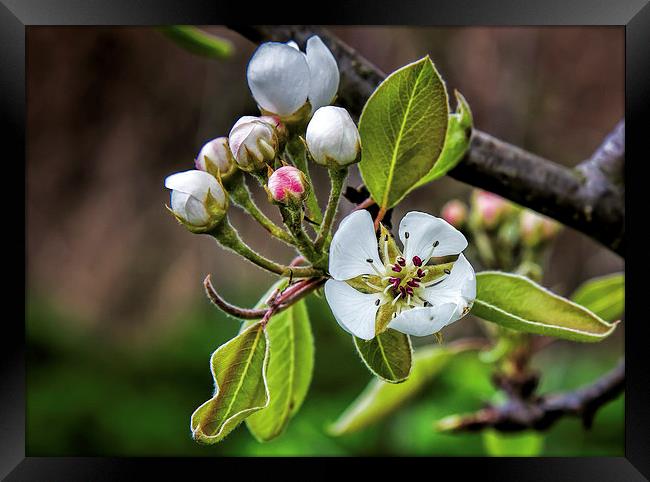 Apple blossom Framed Print by Thanet Photos