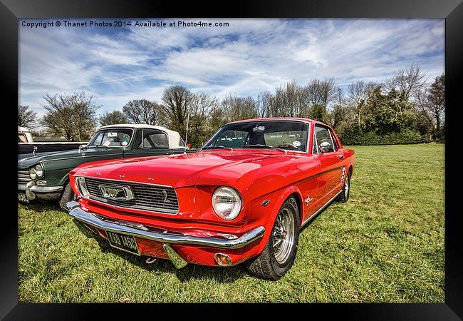 Shelby Mustang Framed Print by Thanet Photos