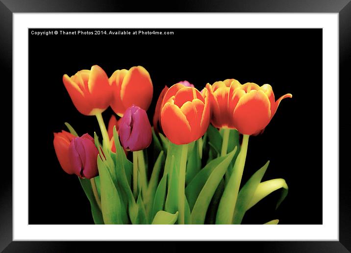 Beautiful Tulips Framed Mounted Print by Thanet Photos