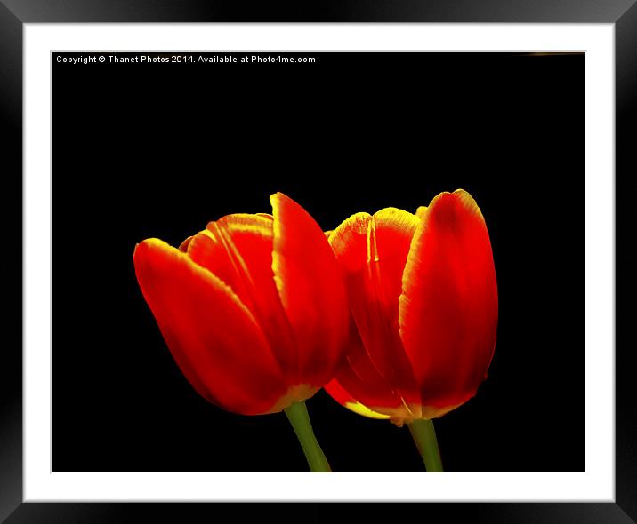 Tulip study Framed Mounted Print by Thanet Photos