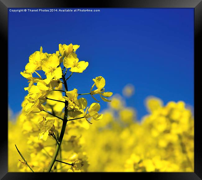 Yellow on Blue Framed Print by Thanet Photos