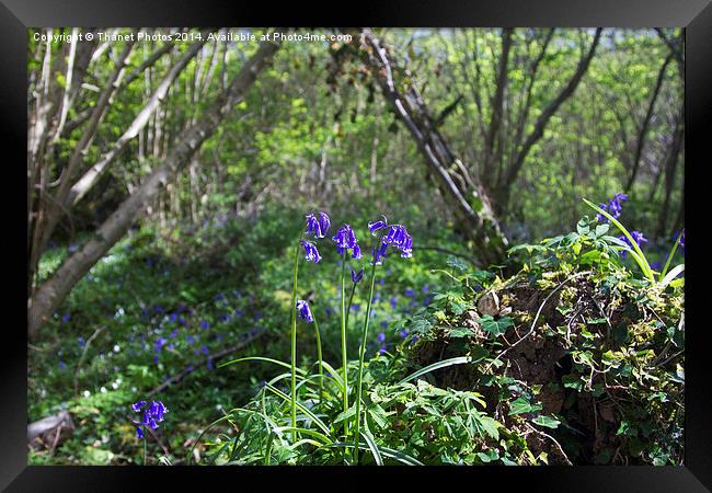 Bluebells Framed Print by Thanet Photos