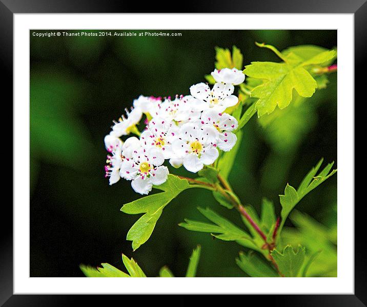 Hawthorn Framed Mounted Print by Thanet Photos