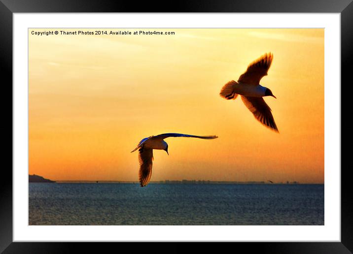 Silhouetted birds Framed Mounted Print by Thanet Photos