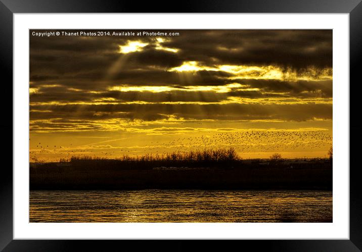 Birds at sunset Framed Mounted Print by Thanet Photos