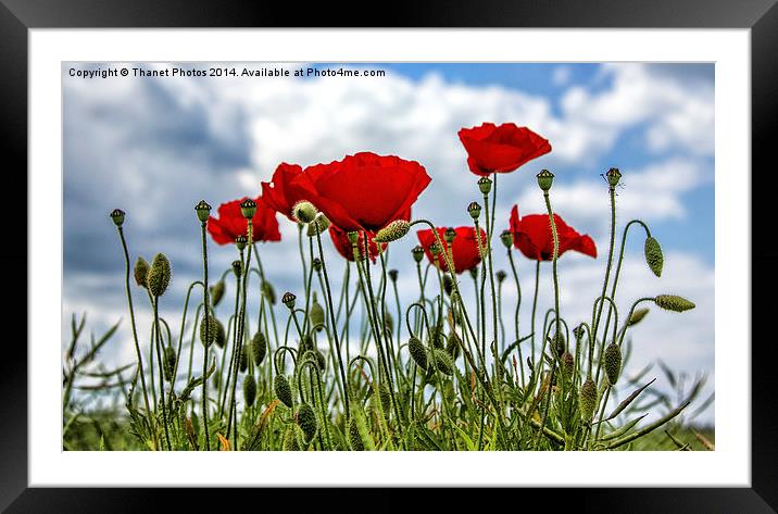 poppy Framed Mounted Print by Thanet Photos