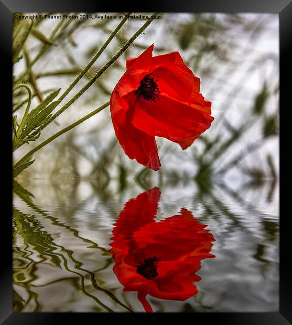Poppy reflection Framed Print by Thanet Photos
