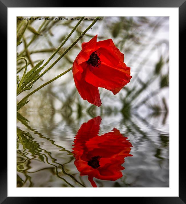 Poppy reflection Framed Mounted Print by Thanet Photos