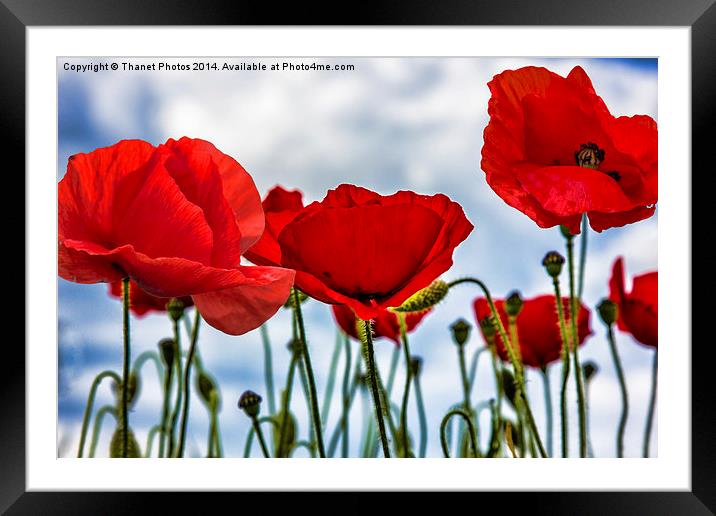 Poppy Art Framed Mounted Print by Thanet Photos