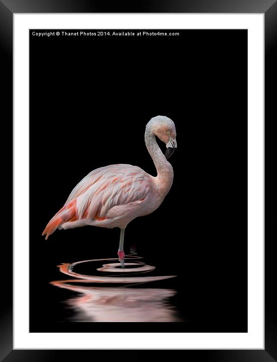  Chilean Flamingo Framed Mounted Print by Thanet Photos