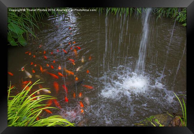  Gold fish Framed Print by Thanet Photos