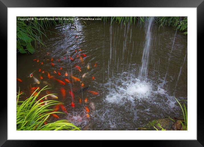  Gold fish Framed Mounted Print by Thanet Photos