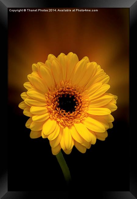  Yellow Gerbera Framed Print by Thanet Photos