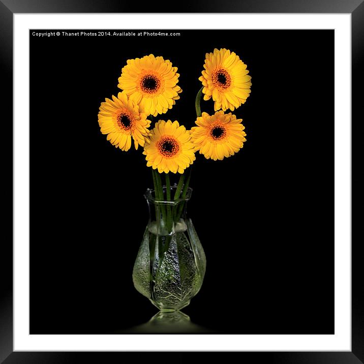  Yellow Gerberas in a glass vase Framed Mounted Print by Thanet Photos