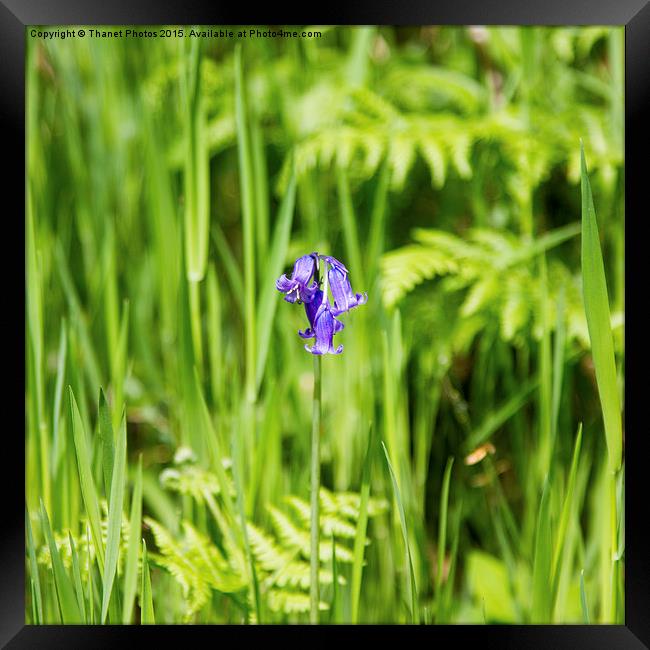  Bluebell Framed Print by Thanet Photos