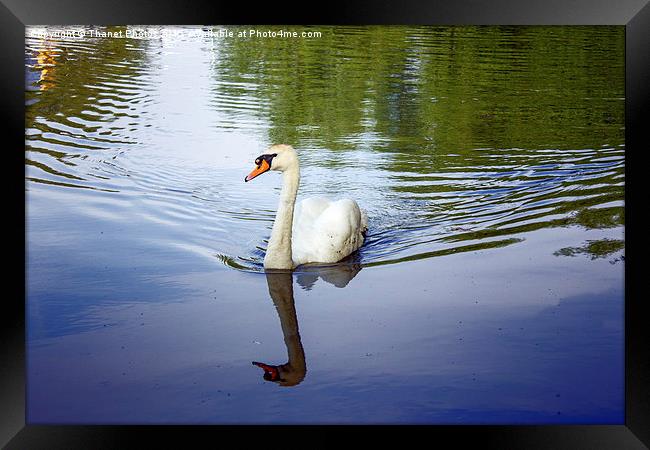 Swan       Framed Print by Thanet Photos