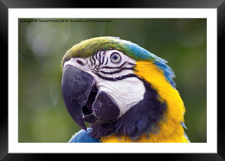  blue-and-gold macaw Framed Mounted Print by Thanet Photos