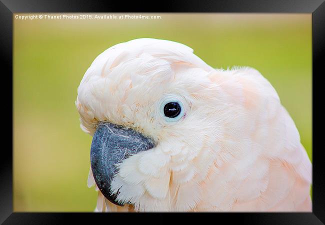  Moluccan Cockatoo Framed Print by Thanet Photos