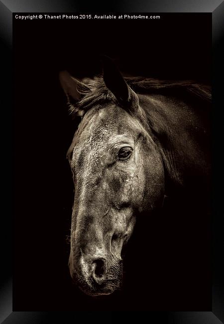  The Horse Framed Print by Thanet Photos