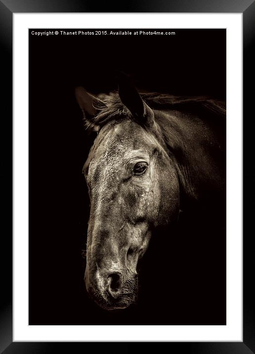  The Horse Framed Mounted Print by Thanet Photos